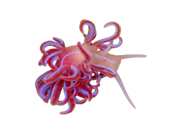 Phyllodesmium horridum